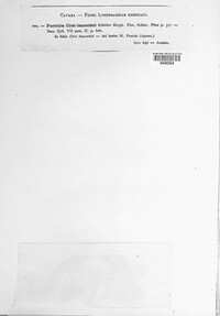 Puccinia cirsii-lanceolati image